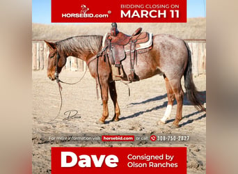 American Quarter Horse, Gelding, 6 years, 14.3 hh, Roan-Red, in Bartlett, NE,