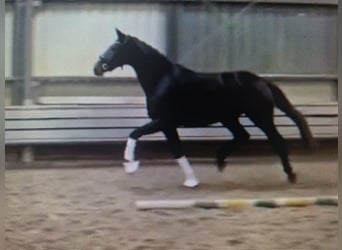 Stute 3 Jahre
