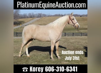 Kentucky Mountain Saddle Horse, Gelding, 12 years, 15.2 hh, Palomino, in Whitley City Ky,
