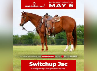American Quarter Horse, Wallach, 4 Jahre, 150 cm, Rotfuchs, in Collinsville,