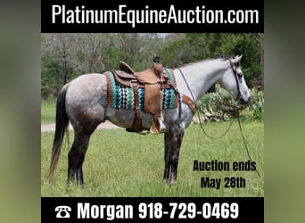 American Quarter Horse, Ruin, 7 Jaar, 155 cm, Appelschimmel, in Stephenville TX,