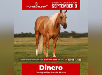 Quarter horse américain, Hongre, 6 Ans, 152 cm, Palomino, in Buffalo, MO,