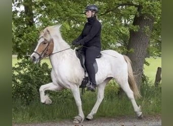 Icelandic Horse, Mare, 9 years, 13.3 hh, Pinto, in Schneverdingen,