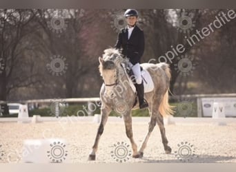 Poney Français de selle, Hongre, 6 Ans, 145 cm, Gris, in Avillers-Sainte-Croix