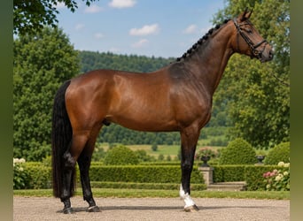 Oldenburgo, Caballo castrado, 5 años, 164 cm, Castaño oscuro, in Wernau