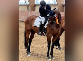 Suche Reitbeteilgung Dressurpferd / zur Verfügung Stall gebunden  