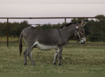 Esel, Wallach, 5 Jahre, 89 cm, Schimmel, in Quitman