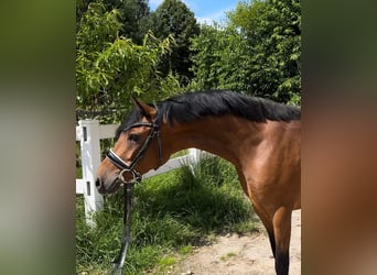 German Riding Pony, Mare, 4 years, 14 hh, Brown, in Heeslingen,