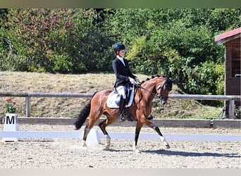Deutsches Reitpony, Wallach, 7 Jahre, 147 cm, Brauner, in Waakirchen