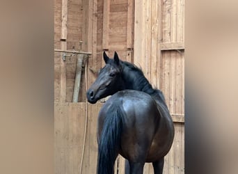 Oldenburg, Stallion, 2 years, 15,1 hh, Smoky-Black, in Heistenbach