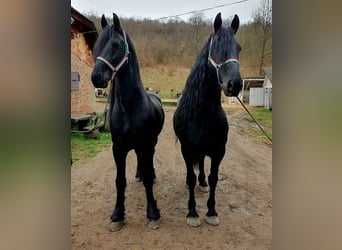 Friesian horses, Stallion, 6 years, Black, in Budapest,