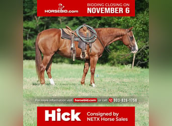 Quarter horse américain, Hongre, 13 Ans, 152 cm, Alezan cuivré, in Addison, TX,