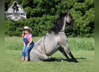 Quarter horse américain, Hongre, 6 Ans, Rouan Bleu, in Mount Vernon,