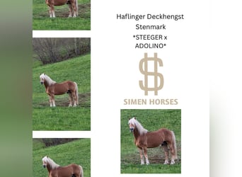 Hengst 20 Jahre