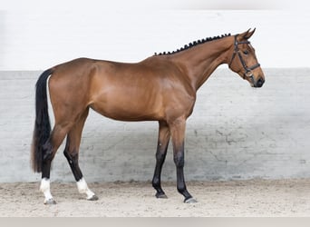 KWPN, Stute, 3 Jahre, 166 cm, , in WK Heerde