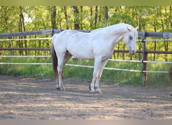 Appaloosa, Hengst, 4 Jahre, 150 cm, , in Laa an der Thaya