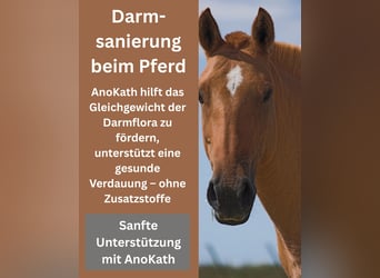  Darmsanierung beim Pferd – mit AnoKath® Liquid natürlich begleiten