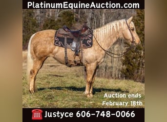 Quarter horse américain, Jument, 12 Ans, 155 cm, Palomino, in Carlisle, KY,
