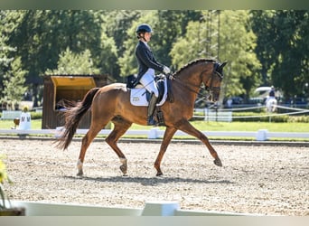 Hannover, Castrone, 9 Anni, 170 cm, Sauro scuro, in Bramstedt