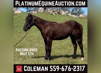 American Quarter Horse, Stallion, 1 year, 15 hh, Black, in Raymond CA,