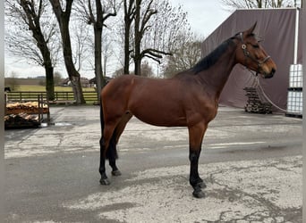 Belgisches Warmblut, Stute, 7 Jahre, 168 cm, , in GROTE-BROGEL