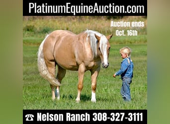 Quarter horse américain, Hongre, 14 Ans, 147 cm, Palomino, in Rushville, NE,