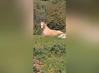 Koń andaluzyjski, Wałach, 17 lat, 162 cm, Siwa, in Casares,