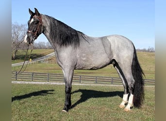 Tennessee Walking Horse, Wallach, 5 Jahre, 152 cm, Roan-Blue, in Fort Worth Texas,