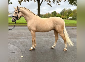 Deutsches Reitpony, Hengst, 4 Jahre, Palomino, in Hamm