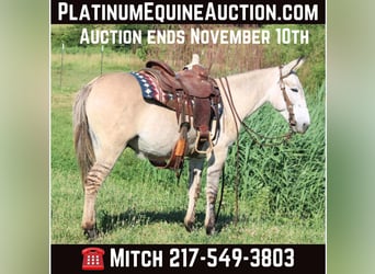 American Quarter Horse, Ruin, 8 Jaar, 147 cm, Falbe, in Charleston IL,