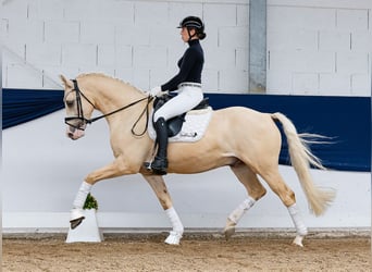 Pony tedesco, Castrone, 4 Anni, 156 cm, Palomino, in Marsberg