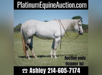 Quarter horse américain, Hongre, 10 Ans, 150 cm, Gris, in Weatherford TX,