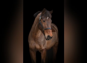 Wallach 16 Jahre