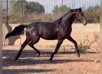 Spaans sportpaard, Hengst, 3 Jaar, 167 cm, Donkerbruin, in Alquerias De Santa Barbara,