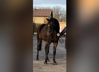 Niemiecki koń sportowy, Wałach, 4 lat, 172 cm, Ciemnogniada, in WeberstedtBad Langensalza,