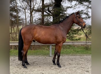 Holstein, Gelding, 6 years, 16.1 hh, Brown, in Süderlügum
