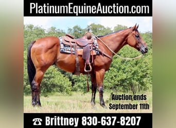 American Quarter Horse, Ruin, 7 Jaar, 157 cm, Roodbruin, in Pilot point TX,