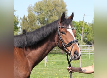 Caballo de deporte irlandés, Caballo castrado, 7 años, 165 cm, Castaño, in Wachtendonk,