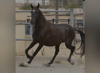 BRUMA SALVATELLA