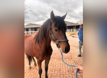 German Riding Pony, Mare, 2 years, 14.2 hh, Brown, in Henstedt-Ulzburg,