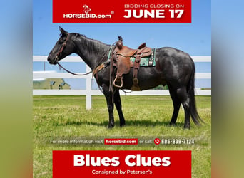 American Quarter Horse, Wallach, 13 Jahre, 152 cm, Roan-Blue, in Corsica,