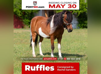 Weitere Ponys/Kleinpferde, Wallach, 10 Jahre, Rotbrauner, in Joshua, TX,