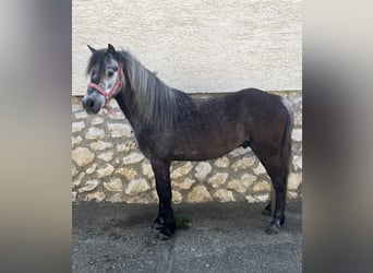 Más ponis/caballos pequeños, Caballo castrado, 4 años, 110 cm, Tordo, in Rechnitz,
