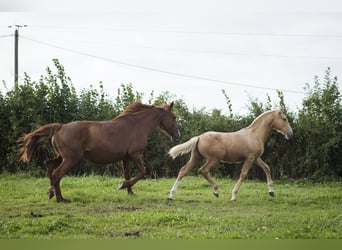Other Breeds Mix, Stallion, 1 year, 17 hh, Palomino, in Loye sur Arnon,