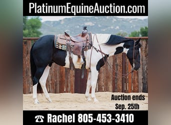 Quarter horse américain, Hongre, 14 Ans, 152 cm, Tobiano-toutes couleurs, in Murietta  CA,