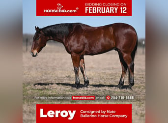 Quarter horse américain, Hongre, 12 Ans, 152 cm, Bai cerise, in Waco,