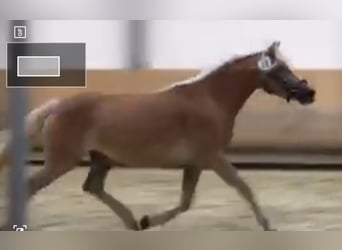 Haflinger, Yegua, 7 años, 146 cm, in Bad Hall,