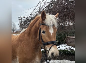 Haflinger, Stute, 5 Jahre, 156 cm, Fuchs, in Iggingen