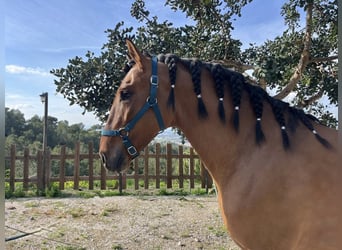 Lusitanos, Semental, 4 años, 164 cm, Bayo, in La Alberca