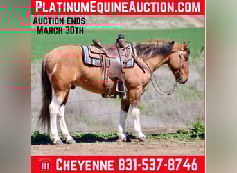 Paint Horse, Wallach, 9 Jahre, 147 cm, Tobiano-alle-Farben, in Bitterwater CA
